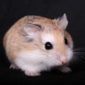 HamsterOfDoom